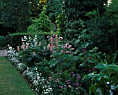 HALL FARM  LINCOLNSHIRE: PINK BORDER WITH LUPINS  PAPVER ORIENTALE HELEN ELIZABETH  HOLLYHOCKS AND NEMESIA INNOCENCE