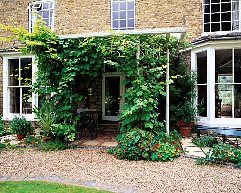 HALL_FARM__LINCOLNSHIRE_GRAPE_VINES_SMOTHERING_METAL_CANOPY_AT_THE_FRONT_OF_THE_HOUSE