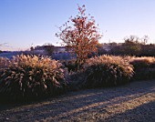 PETTIFERS  OXFORDSHIRE: THE LOWER LAWN IN WINTER FROST WITH SORBUS JOSEPHS ROCK AND MISCANTHUS YAKUSHIMA DWARF