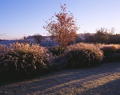 PETTIFERS__OXFORDSHIRE_THE_LOWER_LAWN_IN_WINTER_FROST_WITH_SORBUS_JOSEPHS_ROCK_AND_MISCANTHUS_YAKUSH