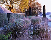 PETTIFERS  OXFORDSHIRE: YEW TOPIARY HEDGE AND FROSTY BORDER WITH PHORMIUM