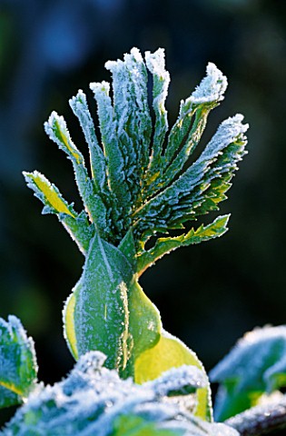 PETTIFERS__OXFORDSHIRE_FROSTED_EMERGING_LEAF_OF_MELIANTHUS_MAJOR_WINTER