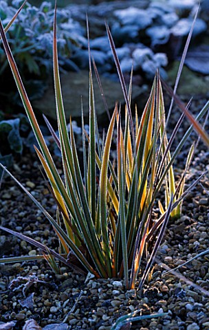 PETTIFERS__OXFORDSHIRE_FROSTED_LEAVES_OF_LIBERTIA_PEREGRINANS_GROWING_IN_GRAVEL__WINTER