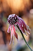 PETTIFERS  OXFORDSHIRE: FROSTED FLOWER OF ECHINACEA PURPUREA IN WINTER