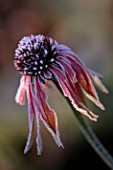 PETTIFERS  OXFORDSHIRE: FROSTED FLOWER OF ECHINACEA PURPUREA IN WINTER