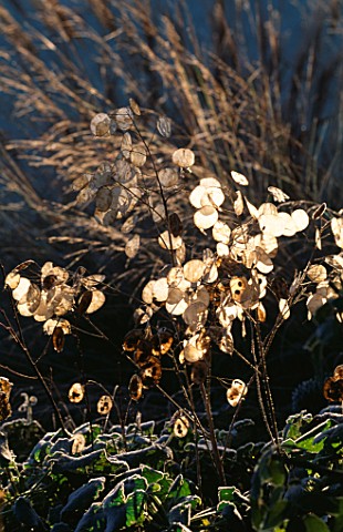 PETTIFERS__OXFORDSHIRE_FROSTED_SEED_PODS_OF_LUNARIA_ANNUA_HONESTY_IN_WINTER