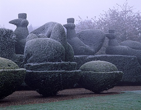 PARSONAGE__WORCESTERSHIRE_FROSTED_TOPIARY_HEDGES_BESIDE_THE_DRIVE_TOPPED_BY_PEACOCKS_WINTER