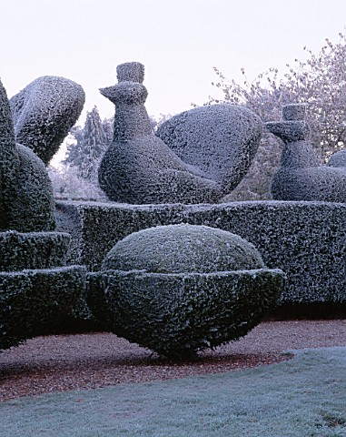 PARSONAGE__WORCESTERSHIRE_FROSTED_TOPIARY_HEDGES_BESIDE_THE_DRIVE_AND_LAWN_TOPPED_BY_PEACOCKS_WINTER