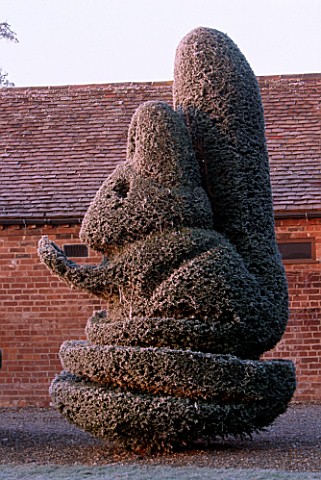 PARSONAGE__WORCESTERSHIRE_FROSTED_TOPIARY_RABBIT_BESIDE_THE_LAWN_WINTER