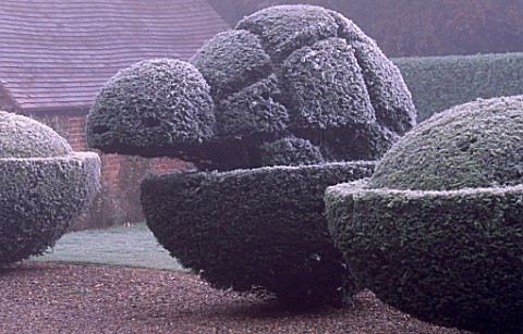 PARSONAGE__WORCESTERSHIRE_FROSTED_TOPIARY_TORTOISE_BESIDE_THE_LAWN_WINTER
