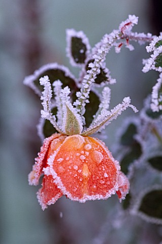 PARSONAGE__WORCESTERSHIRE_CLOSE_UP_OF_FROSTY_ROSE_WARM_WELCOME_FLOWER_WINTER