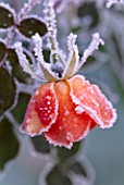 PARSONAGE  WORCESTERSHIRE: CLOSE UP OF FROSTY ROSE WARM WELCOME. FLOWER. WINTER