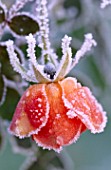 PARSONAGE  WORCESTERSHIRE: CLOSE UP OF FROSTY ROSE WARM WELCOME. FLOWER. WINTER