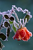 FROSTY ROSE WARM WELCOME. WINTER  CLOSE UP  FLOWER PURE  PURITY  NATURE  NATURAL