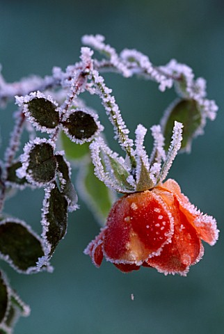 FROSTY_ROSE_WARM_WELCOME_WINTER__CLOSE_UP__FLOWER_PURE__PURITY__NATURE__NATURAL