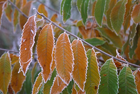 PARSONAGE__WORCESTERSHIRE_CLOSE_UP_OF_FROSTY_LEAVES_OF_CASTANEA_SATIVA_IN_WINTER_SWEET_CHESTNUT__SPA