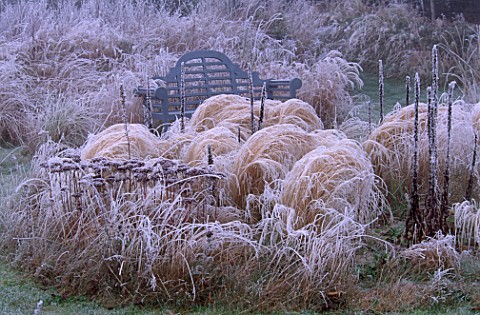 PARSONAGE__WORCESTERSHIRE_THE_PRAIRIE_IN_WINTER_WITH_FROSTY_BLUE_WOODEN_BENCH__STIPA_TENUISSIMA_AND_