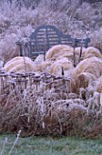 PARSONAGE  WORCESTERSHIRE: THE PRAIRIE IN WINTER WITH FROSTY BLUE WOODEN BENCH  STIPA TENUISSIMA AND SEDUM MATRONA.