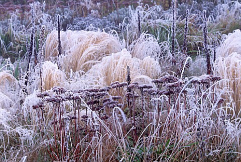 PARSONAGE__WORCESTERSHIRE_THE_PRAIRIE_IN_WINTER_WITH_FROSTY_STIPA_TENUISSIMA_AND_SEDUM_MATRONA