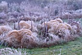 PARSONAGE  WORCESTERSHIRE: THE PRAIRIE IN WINTER WITH FROSTY STIPA TENUISSIMA AND SEDUM MATRONA.