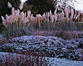 GARDEN DESIGNED BY DUNCAN HEATHER: FROSTY BORDER WITH PAMPAS GRASS  BERGENIA AND VERBENA BONARIENSIS