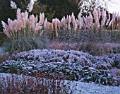 GARDEN DESIGNED BY DUNCAN HEATHER: FROSTY BORDER WITH PAMPAS GRASS  BERGENIA AND VERBENA BONARIENSIS