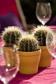 BARBEQUE PROJECT: TABLE SETTING WITH HEDGEHOG CACTUS IN CONTAINERS AND PINK TABLE CLOTH. DESIGNER: CLARE MATTHEWS