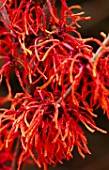 HAMAMELIS (VARIETY AS YET UNKNOWN)