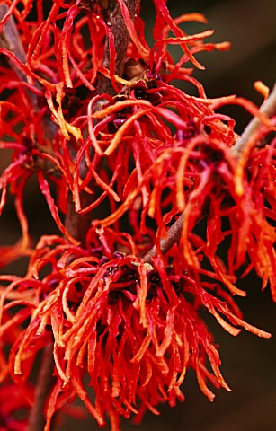 HAMAMELIS_VARIETY_AS_YET_UNKNOWN