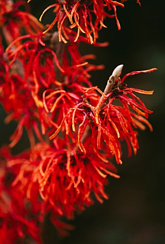 HAMAMELIS_VARIETY_AS_YET_UNKNOWN