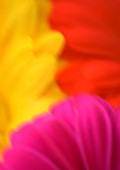 ABSTRACT IMAGE OF RED  YELLOW AND ORANGE GERBERAS