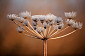 WINTER SEED HEAD OF UMBELLIEFR IN FROST