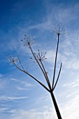 WINTER SEED HEAD OF UMBELLIFER IN FROST AGAINST BLUE SKY