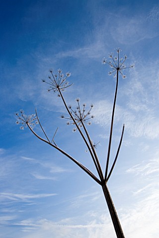 WINTER_SEED_HEAD_OF_UMBELLIFER_IN_FROST_AGAINST_BLUE_SKY