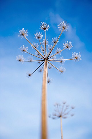 WINTER_SEED_HEAD_OF_UMBELLIFER_IN_FROST