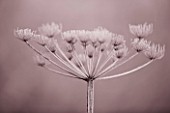 SEPIA TONE IMAGE OF WINTER SEED HEAD OF UMBELLIEFR IN FROST