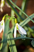 UNNAMED SNOWDROP. GALANTHUS. WOODCHIPPINGS  NORTHANTS. FRESH  GREEN  WHITE FLOWER