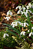 GALANTHUS MIGHTY ATOM. SNOWDROP. WOODCHIPPINGS  NORTHANTS. GREEN  WHITE FLOWER  FRESH