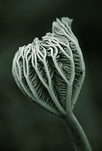 DUOTONE_TRUMATCH_19D2_OF_EMERGING_BUD_OF_YOUNG_LEAF_OF_RODGERSIA_TABULARIS_SAME_AS_24132