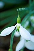 GALANTHUS FIELDGATE SUPERB. SNOWDROP. WOODCHIPPINGS  NORTHANTS. CLOSE-UP  GREEN  WHITE FLOWER