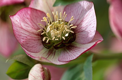 HELLEBORUS_X_HYBRIDUS_PINK_PICOTEE_FORM_HERTFORDSHIRE_HELLEBORES