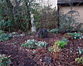 WOODCHIPPINGS  NORTHAMPTONSHIRE: SNOWDROPS AND A STATUE IN THE WOODLAND GARDEN IN WINTER