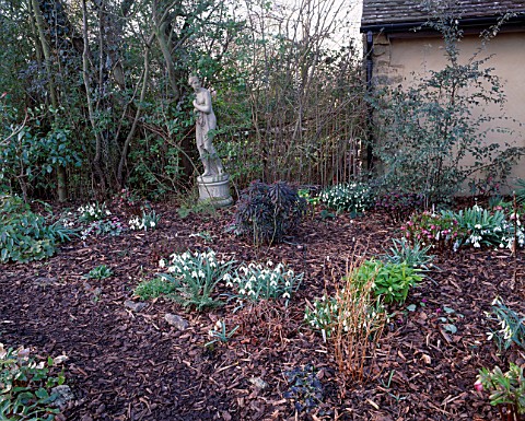 WOODCHIPPINGS__NORTHAMPTONSHIRE_SNOWDROPS_AND_A_STATUE_IN_THE_WOODLAND_GARDEN_IN_WINTER