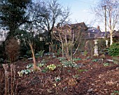 WOODCHIPPINGS  NORTHAMPTONSHIRE: SNOWDROPS  IN THE WOODLAND GARDEN IN WINTER