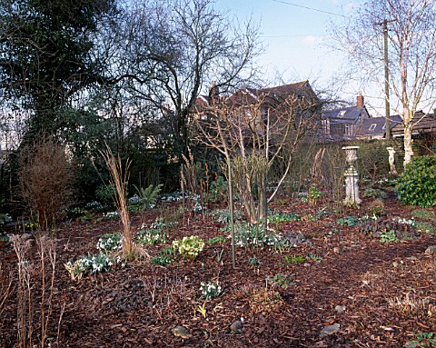 WOODCHIPPINGS__NORTHAMPTONSHIRE_SNOWDROPS__IN_THE_WOODLAND_GARDEN_IN_WINTER