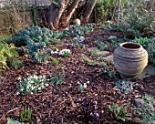 WOODCHIPPINGS  NORTHAMPTONSHIRE: SNOWDROPS  IN THE WOODLAND GARDEN WITH A TERRACOTTA CONTAINER IN WINTER