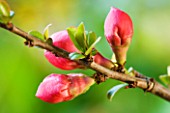 EMERGING BUDS OF CHAENOMELES X SUPERBA PINK LADY (JAPANESE QUINCE)