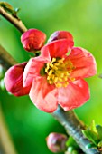 CHAENOMELES X SUPERBA PINK LADY (JAPANESE QUINCE)
