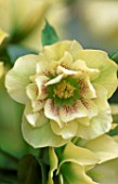 HELLEBORUS X HYBRIDUS YELLOW DOUBLE FORM WITH CENTRAL RED SPOTS: HERTFORDSHIRE HELLEBORES
