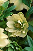 HELLEBORUS X HYBRIDUS (YELLOW DOUBLE FORM WITH CENTRAL RED SPOTS): HERTFORDSHIRE HELLEBORES